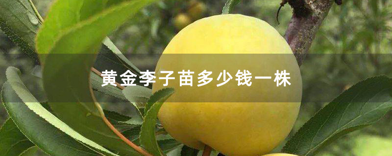 黄金李子苗多少钱一株