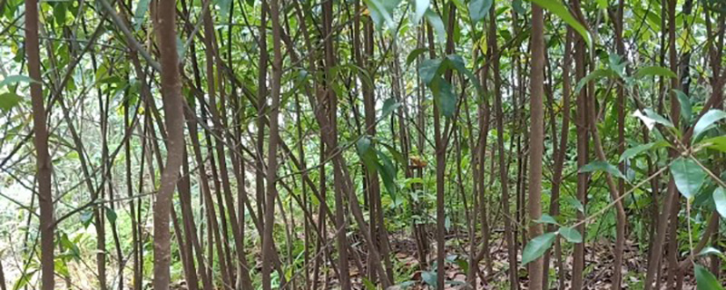 3公分木荷价格多少钱一棵