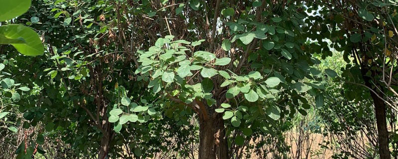 12公分黄栌价格多少钱一棵
