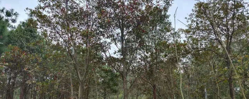 10公分杜英多少钱一棵