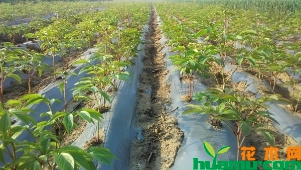 牡丹苗多少钱一棵？牡丹苗种植技术方法有哪些？