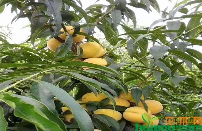 黄桃树苗价格多少钱一棵？2019年黄桃树苗价格表