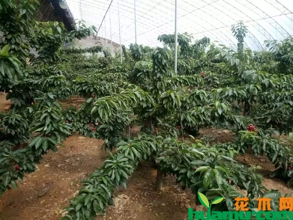 樱桃树苗