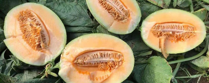 新疆适合种植什么经济作物