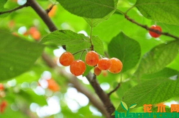 樱桃树