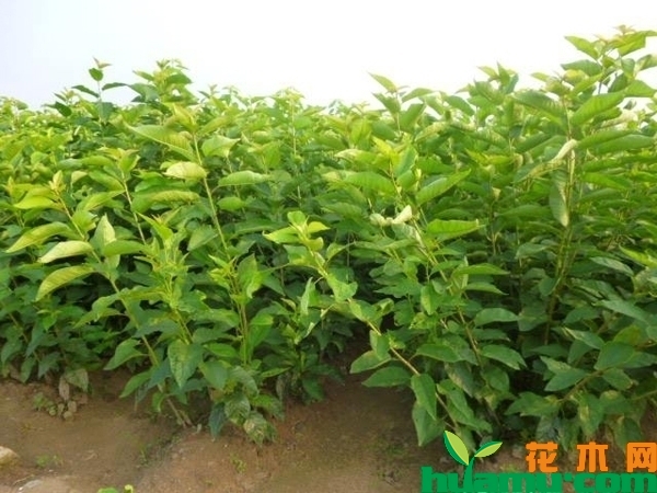 樱桃树苗