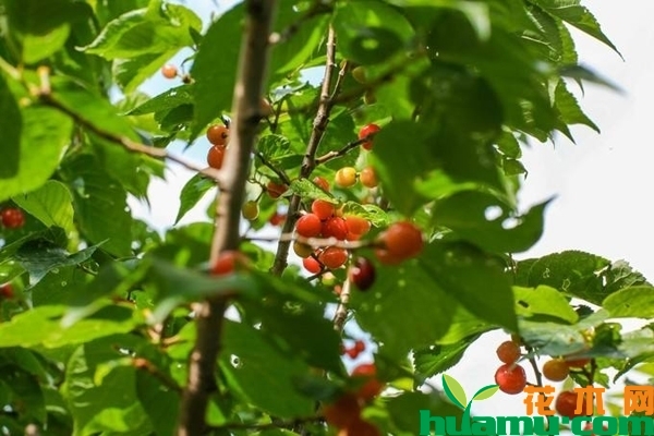 小樱桃树