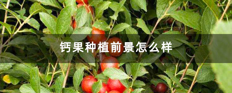 钙果种植前景怎么样