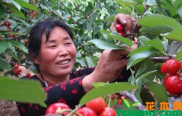 樱桃树
