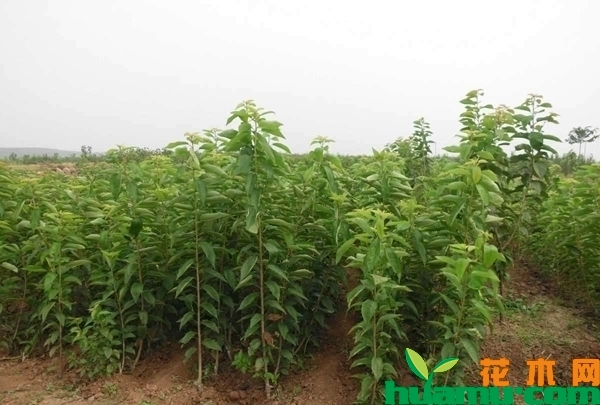 樱桃树苗