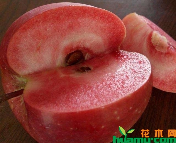 红肉苹果