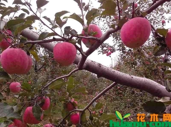 红肉苹果