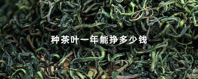 种茶叶一年能挣多少钱