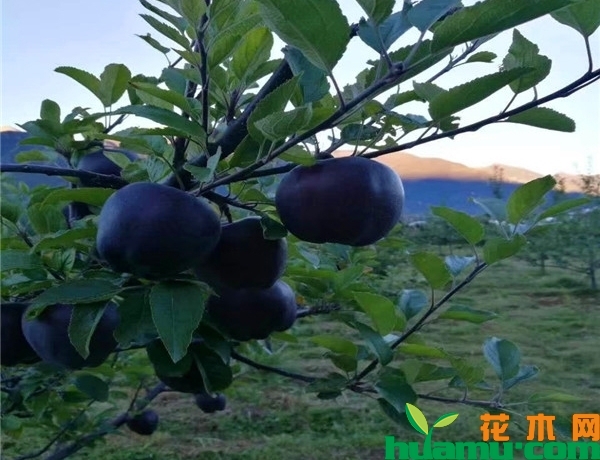 黑苹果