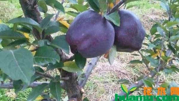 黑苹果