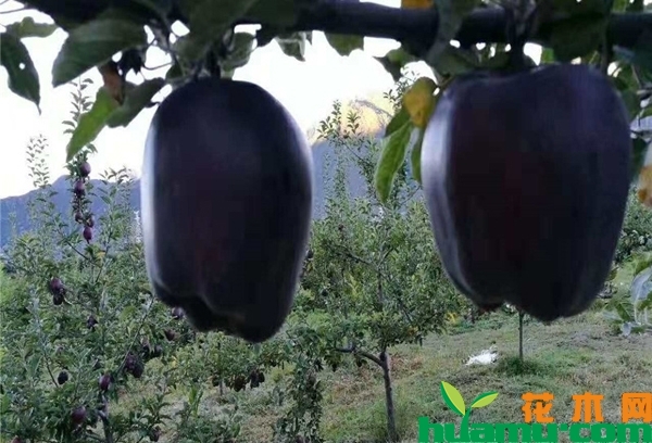 黑苹果