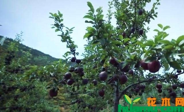 黑色使命苹果树