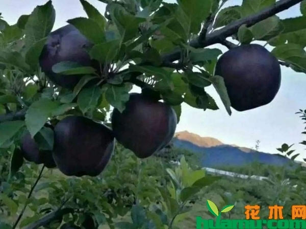 黑色使命苹果树