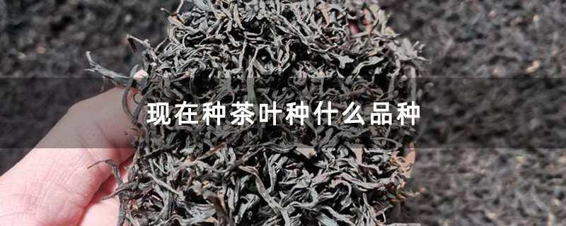 优质茶叶