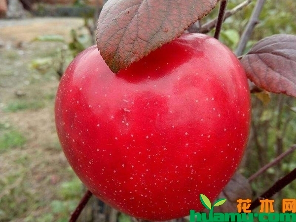 红肉苹果