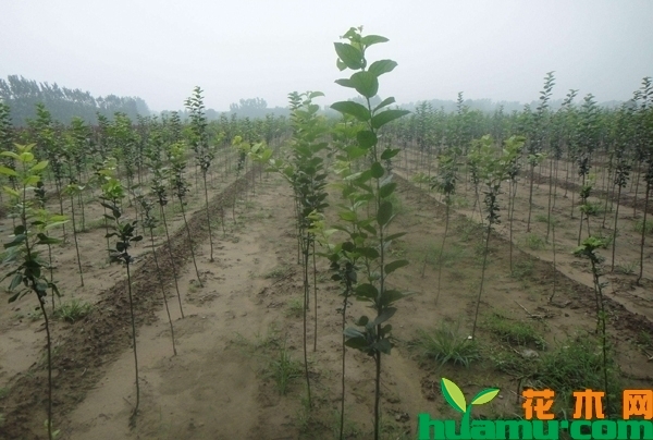 黑色使命苹果树