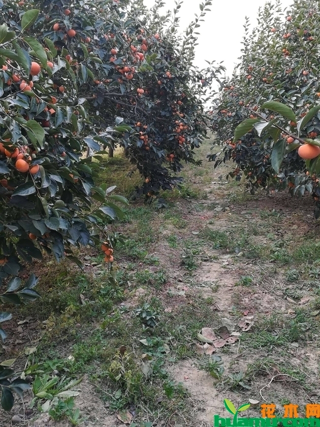 柿子树苗多少钱一棵？柿子树苗种植方法有哪些？