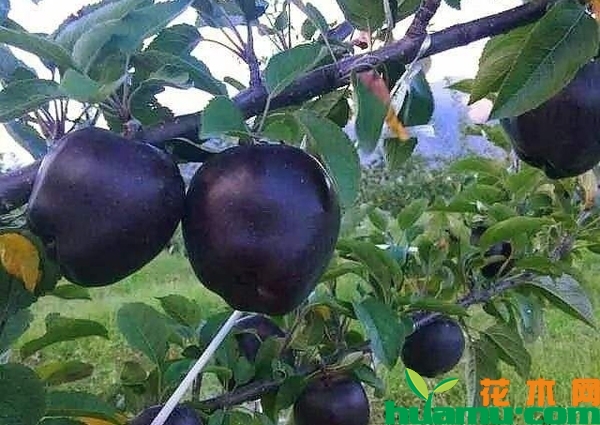 黑苹果