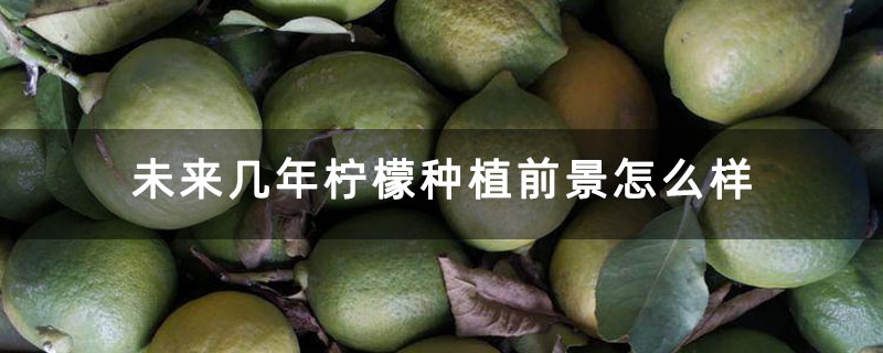 未来几年柠檬种植前景怎么样