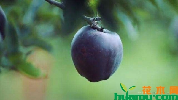 黑苹果