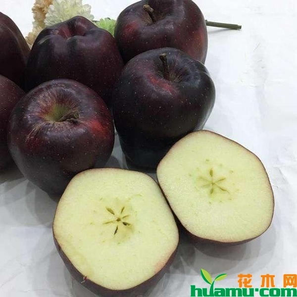 黑苹果树苗价格多少钱一棵？适合在哪里种植？