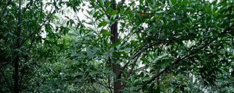 3公分杜英价格多少钱一棵