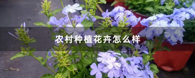 农村种植花卉怎么样