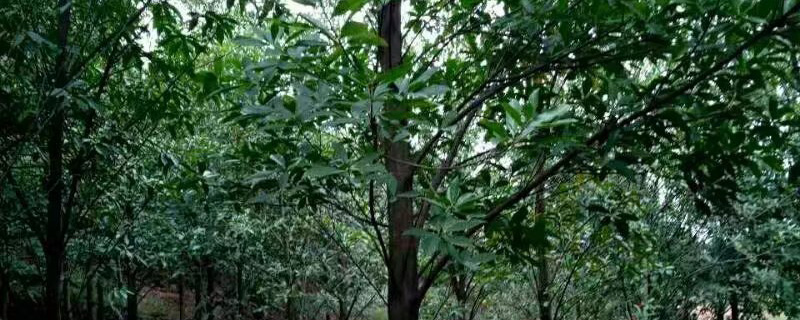 17公分杜英树多少钱一棵