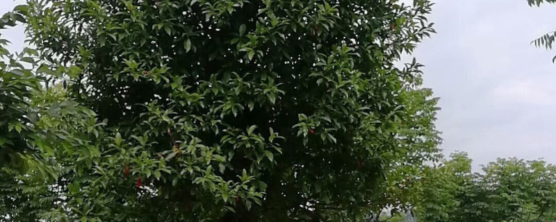 16公分杜英树价格多少钱一棵