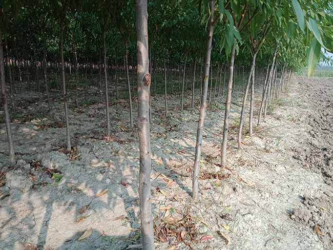 山桃树苗价格 山桃树苗多少钱一棵
