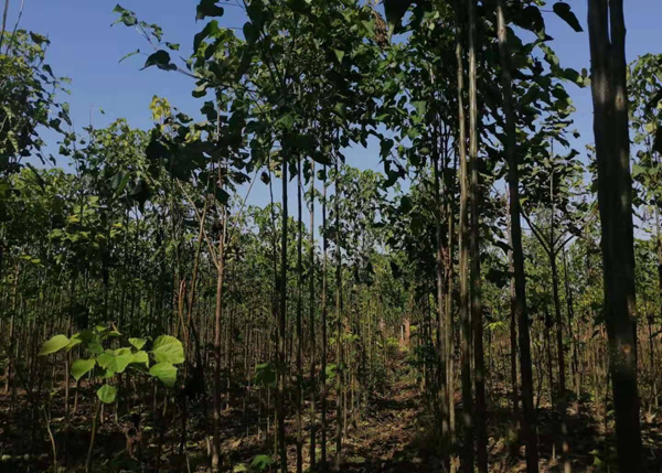 楸树种植基地
