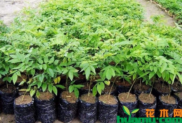 黄花梨树苗多少钱一棵？黄花梨树苗种植前景怎么样？