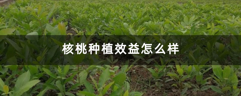 核桃种植效益怎么样 核桃种植效益怎么样