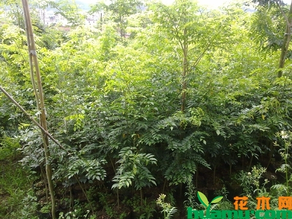 黄花梨树苗