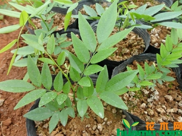 黄花梨树苗