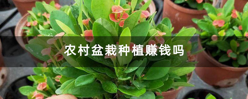农村盆栽种植赚钱吗 农村盆栽种植赚钱吗