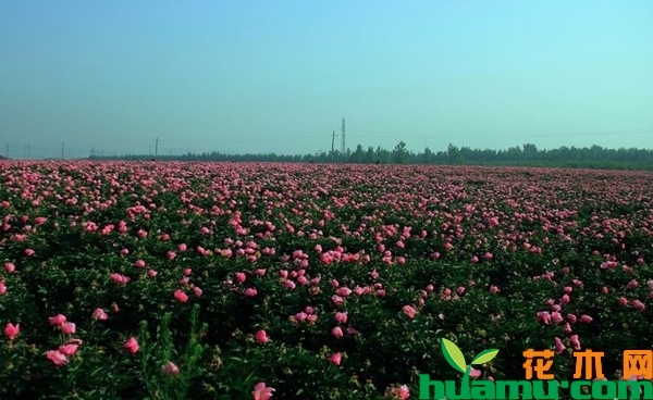 荷泽牡丹苗价格多少钱一棵？2019山东菏泽牡丹苗价格汇总