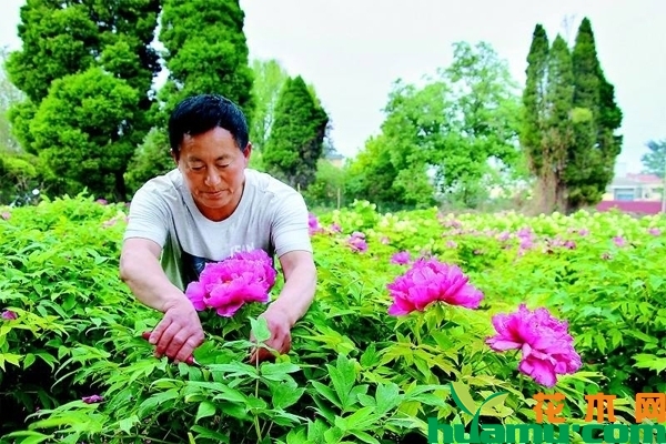 天彭牡丹苗