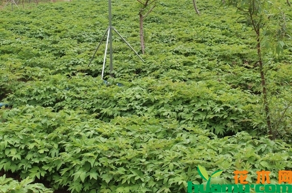 荷泽牡丹苗