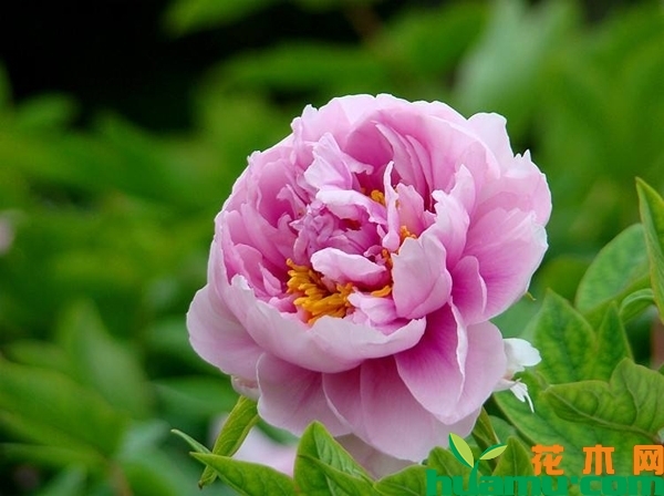 紫斑牡丹