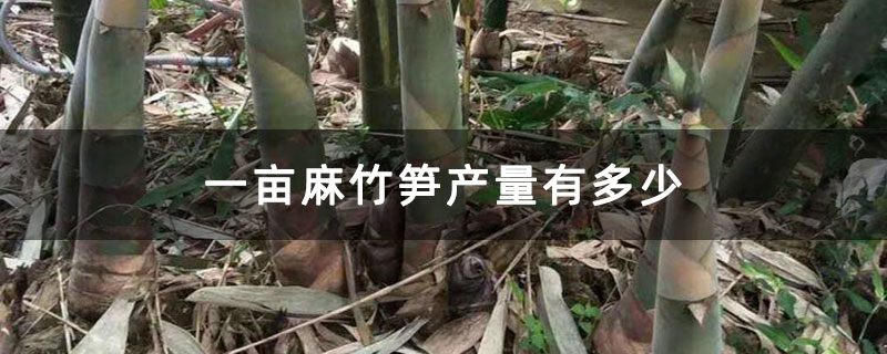 一亩麻竹笋产量有多少 一亩麻竹笋产量有多少