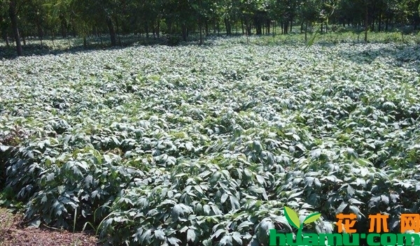 牡丹苗价格多少钱一株?牡丹苗的种植方法有哪些？