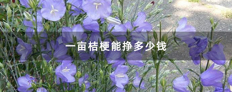 桔梗