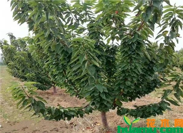 樱桃树