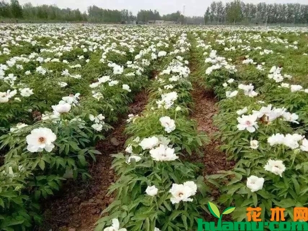 洛阳牡丹苗